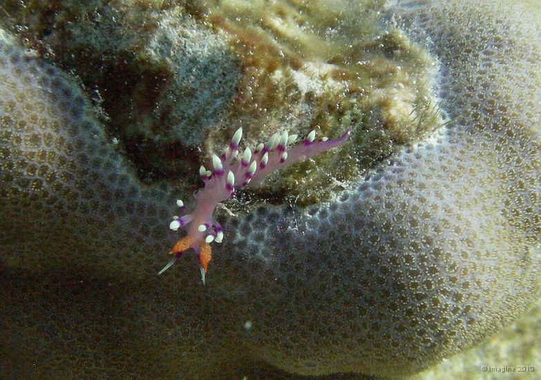 99- Le nudibranche va sauter et se laisser emporter par le courant - Ilot Signal.JPG